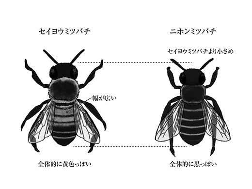 セイヨウミツバチとニホンミツバチの比較