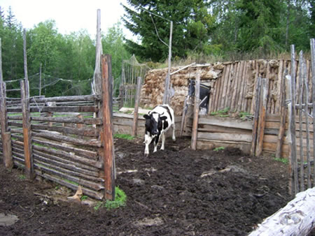 牛小屋の写真