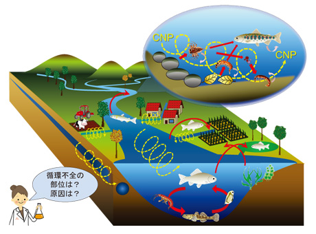 図2　生物多様性が駆動する流域生態系の栄養循環