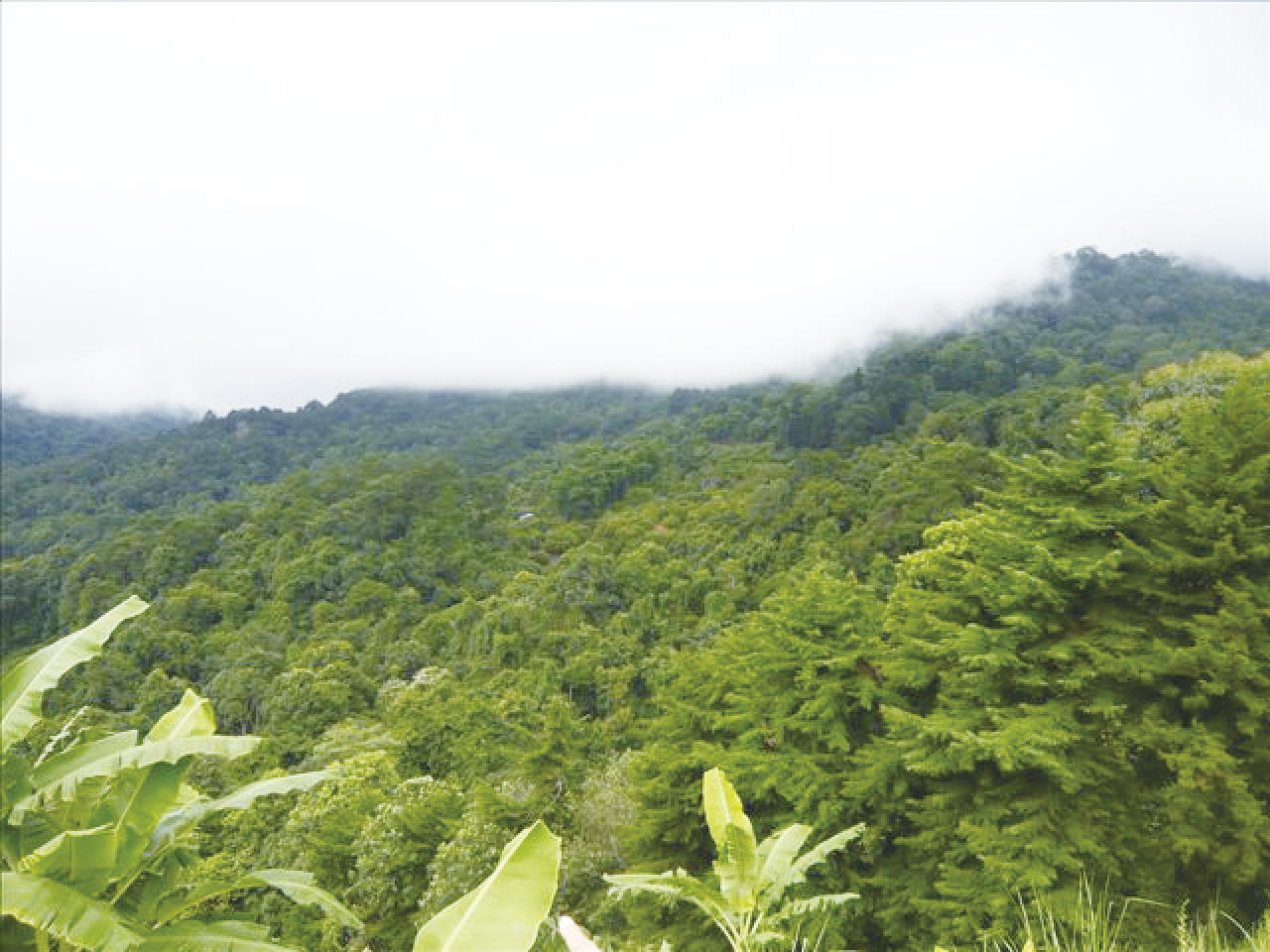 Community forest in Northern Thailand reforested by local communities.