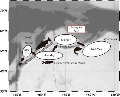Fig. 1. Known migration pattern of the Japanese population of chum salmon (O. keta). Schematic based on Urawa (2015).