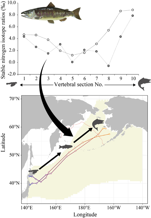 Fig. 4. Retrospective stable nitrogen isotope ratios of individual salmon (upper graph) and estimated migration routes of these salmon (lower map). All salmon shared a common trend to show the highest isotope ratios at the outermost section of the vertebral centra.