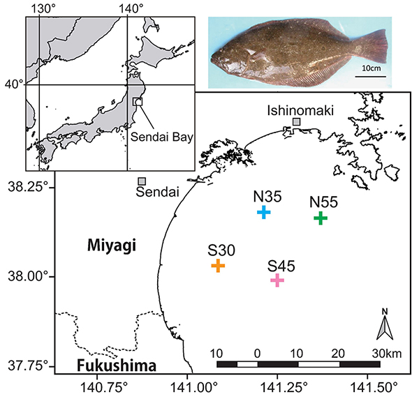 Fig. 1 Japanese flounder and their sampling sites in Sendai Bay, Japan. Each number in the name of sampling site indicates approximate water depth (m) of the site. Dotted lines represent the prefectural borders.