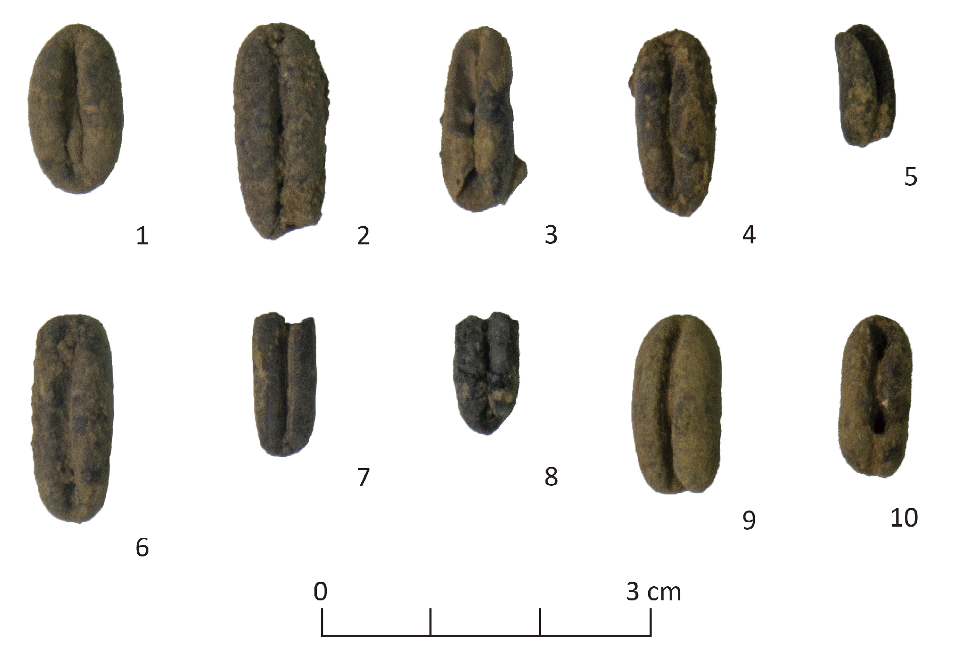 Figure 4. Charred date seeds unearthed from the the Mugharat al-Kahf cave.