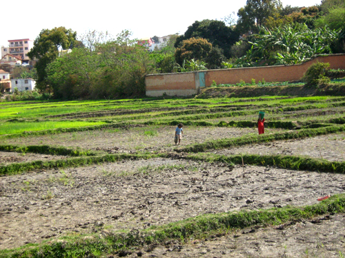 マダガスカルの田園