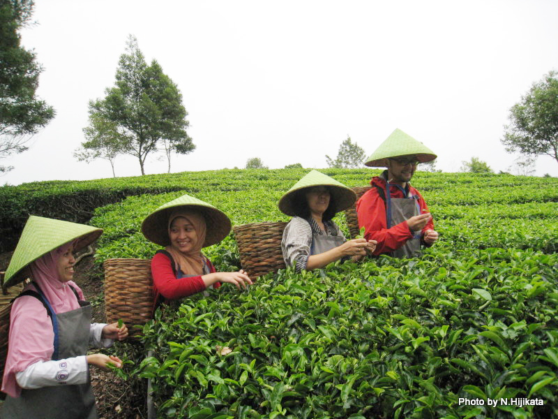 肥料を大量に使う茶畑は、価値連鎖サニテーションの重要なパーツの候補（インドネシアの例）