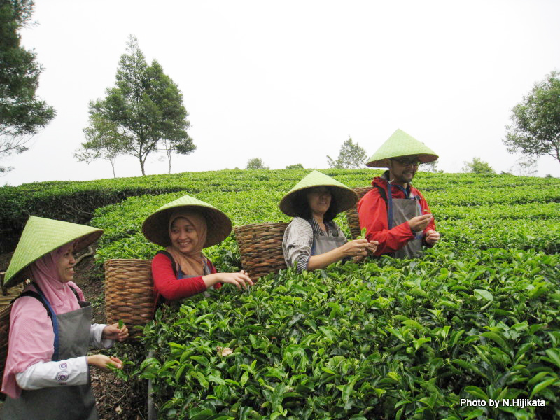 肥料を大量に使う茶畑は、価値連鎖サニテーションの重要なパーツの候補(インドネシアの例)